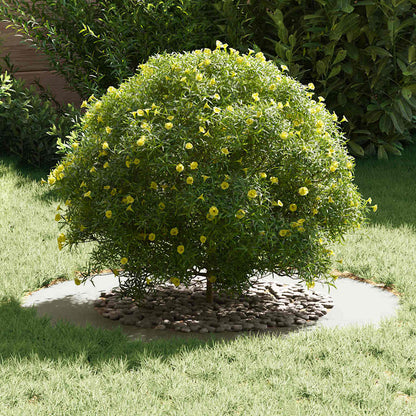 vidaXL suitable for Flat Tree Ring White Ø50 / 80 cm Steel