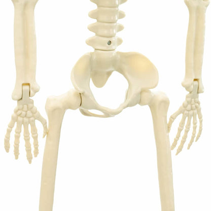 vidaXL Halloween Skeleton 2 pcs White 85 cm PVC