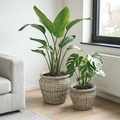 vidaXL Planter Basket GENDT 2 pcs Natural Grey Kubu Rattan